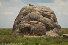 Lions on Kopje