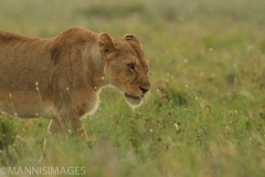 Stalking Lioness