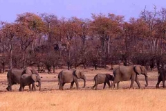 Elephants