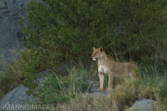 Lookout