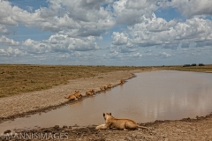Pride Resting