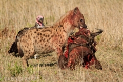 Hyena with Kill