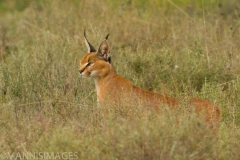 Caracal