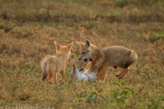 Jackals Playing