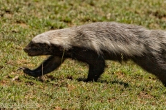 Honey Badger