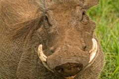 Warthog