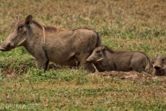 Warthog Family