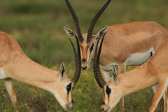 Grant's Gazelle Trio