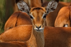Curious Impala