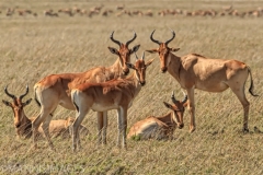 Cokes Hartebeest