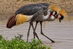 Crowned Cranes