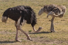 Courting