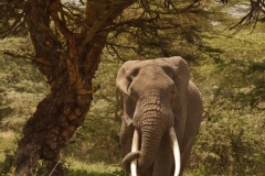 BULL Elephant 2