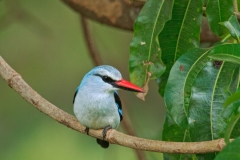 Woodland Kingfisher