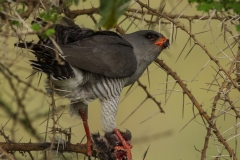 Gabar Goshawk