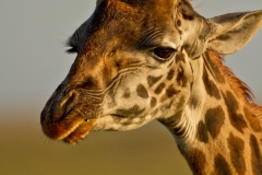 Giraffe 1