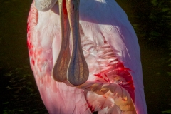 Roseate Spoonbill 1