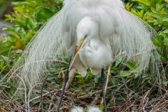 Great White Egret 4