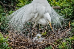 Great White Egret 5