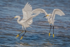 Snowy Egret 1