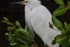 Snowy Egret 2