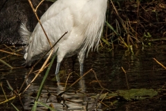 Snowy Egret 3