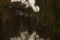Snowy Egret 4