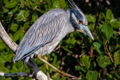 Yellow Crowned Night Heron