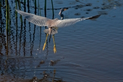 Tricolored Heron 1
