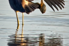 Tricolored Heron 2