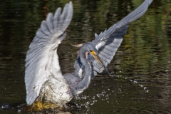 Tricolored Heron 3