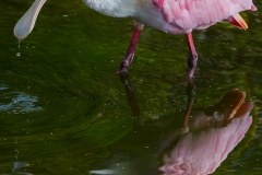Roseate Spoonbill