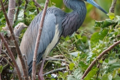 Tricolored Heron 4