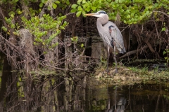 Great Blue Heron 1