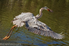 Great Blue Heron 2