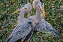 Great Blue Heron 3