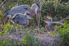 Great Blue Heron 4