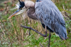 Great Blue Heron 5