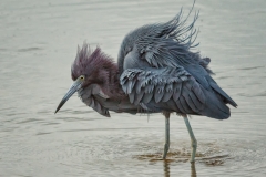 Little Blue Heron 1