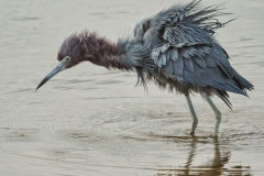 Little Blue Heron 2