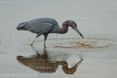 Little Blue Heron 3