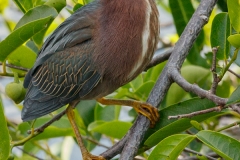 Little Green Heron 1