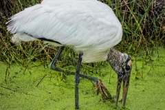 Wood Stork 1