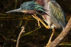 Little Green Heron 2