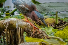 Little Green Heron 3