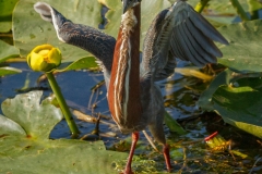 Little Green Heron 4
