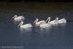 American White Pelican 1