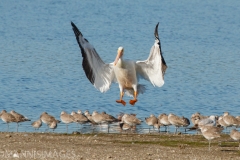 American White Pelican 2