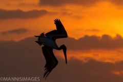 Pelican at Sunset