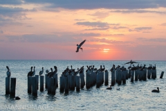 Pelicans at Sunset 2